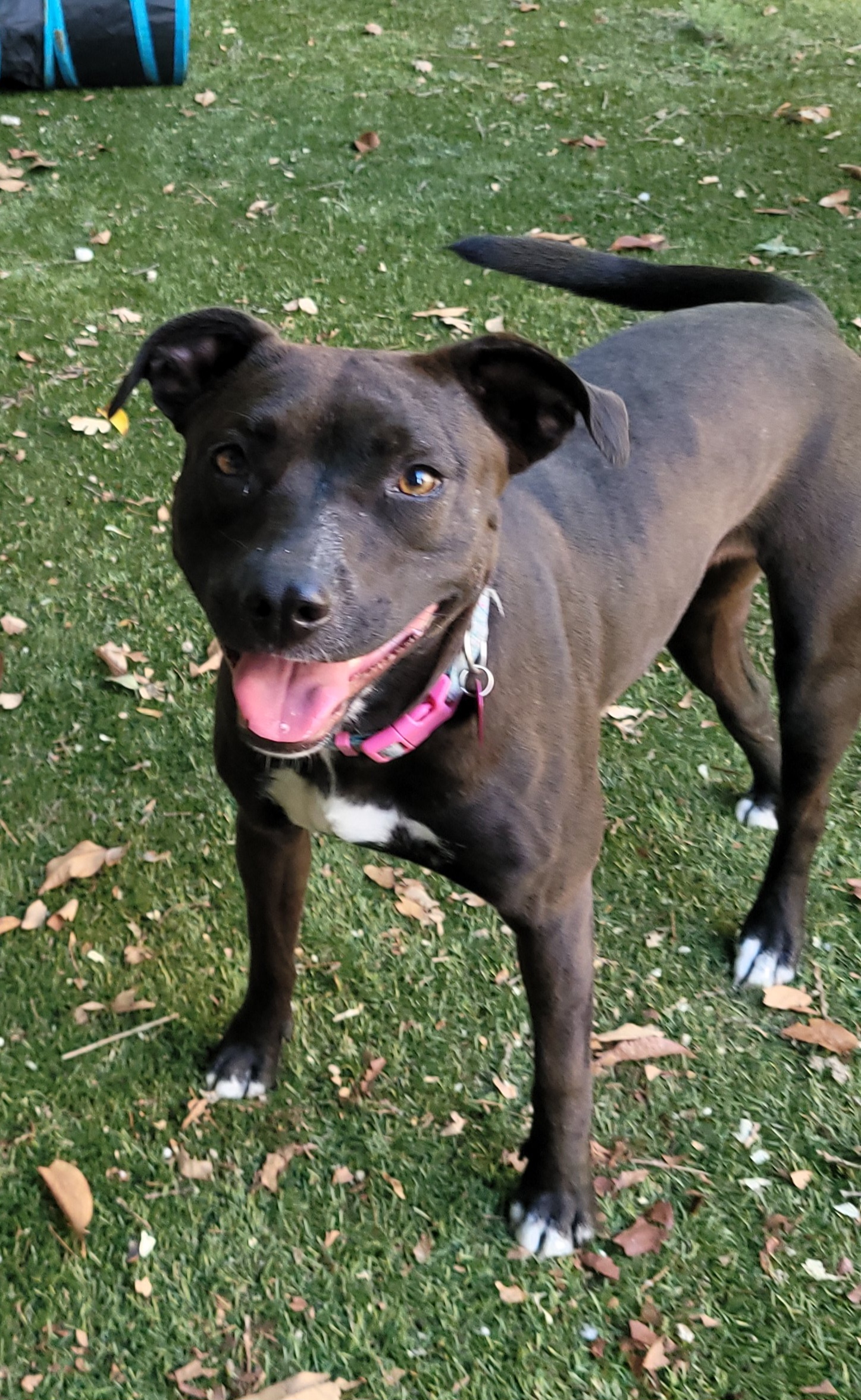 Turtle, a Adoptable mixed breed in Reseda, CA image 5/6