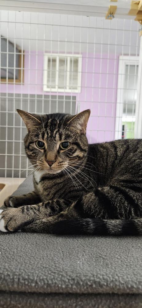 Enlarge Peska, a Adoptable Domestic Short Hair in Muskegon, MI image 1/5