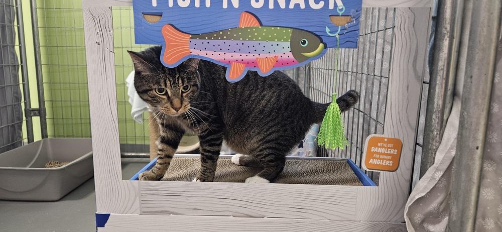 Peska, a Adoptable Domestic Short Hair in Muskegon, MI image 2/3