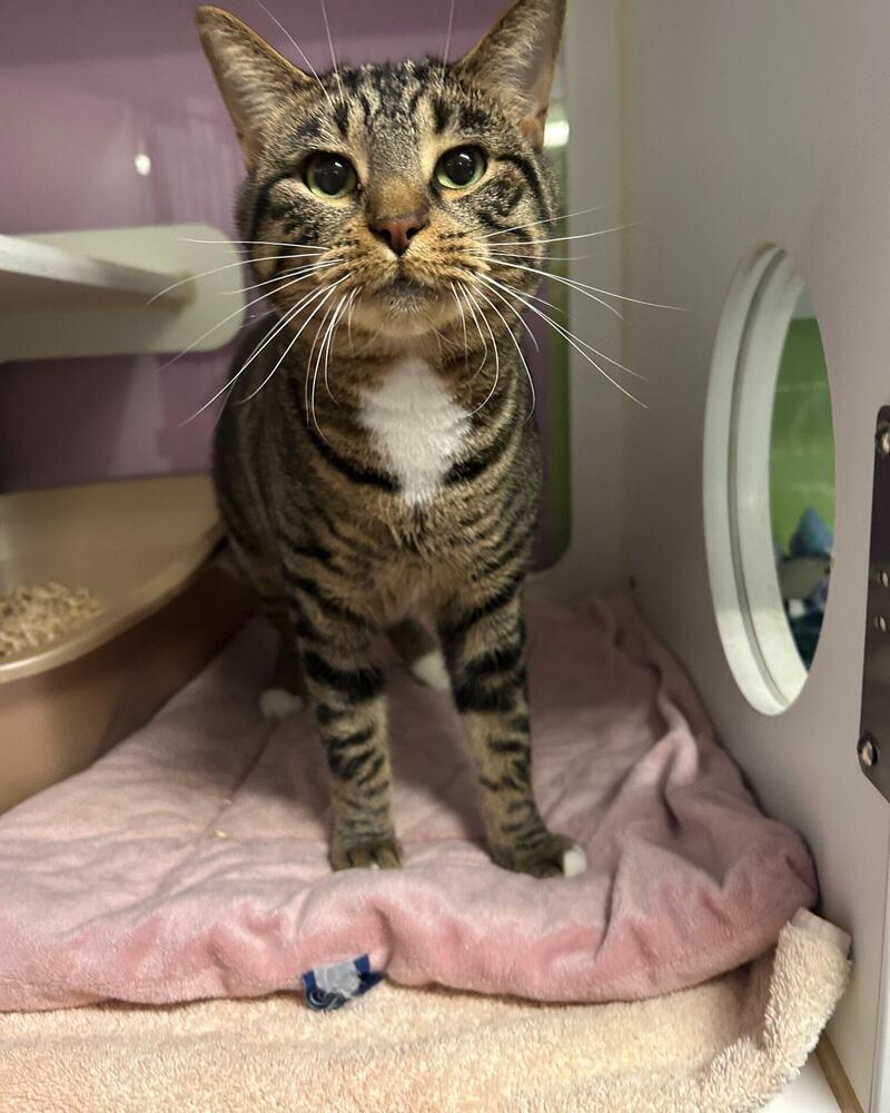 Peska, a Adoptable Domestic Short Hair in Muskegon, MI image 2/2