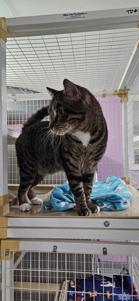 Enlarge Peska, a Adoptable Domestic Short Hair in Muskegon, MI image 5/5