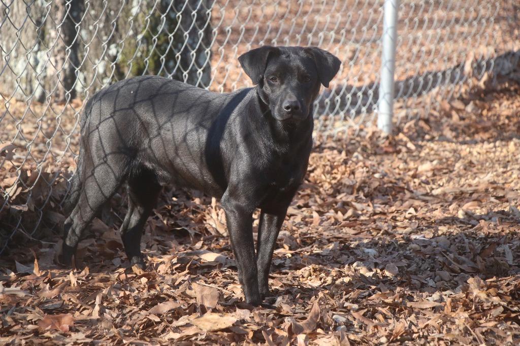 Jordan 26, Adoptable, Adult Male Terrier.