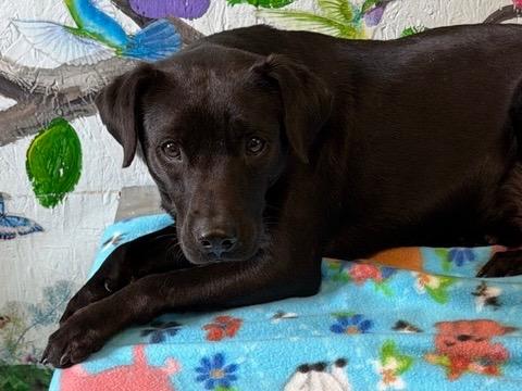 Enlarge Jordan 26, a Adoptable mixed breed in Brookhaven, MS image 2/3