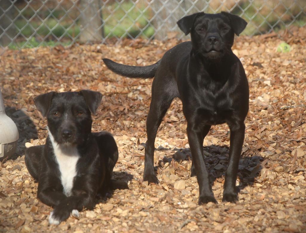 Enlarge Jordan 26, a Adoptable mixed breed in Brookhaven, MS image 3/3