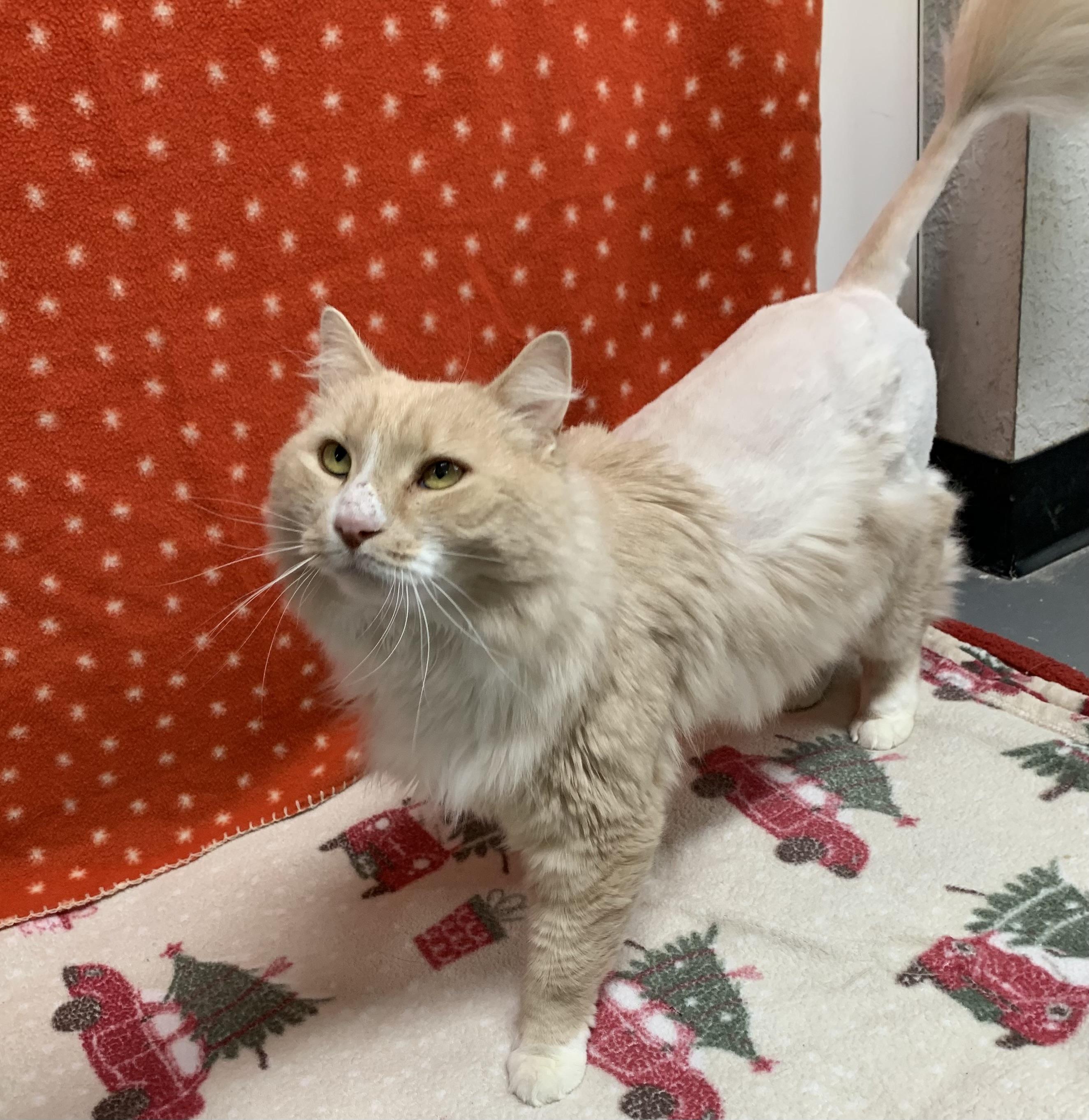 Briar, Adoptable, Adult Male Domestic Long Hair.