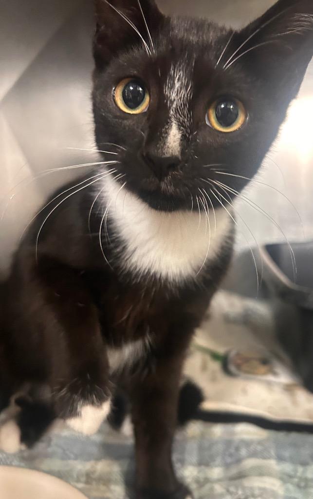 Tippy, Adoptable, Young Female Domestic Short Hair.