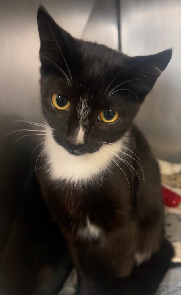 Enlarge Tippy, a Adoptable mixed breed in New Manchester, WV image 4/6