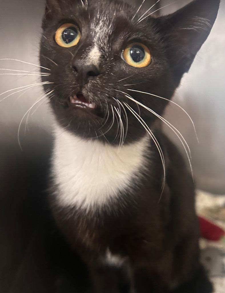 Enlarge Tippy, a Adoptable mixed breed in New Manchester, WV image 6/6