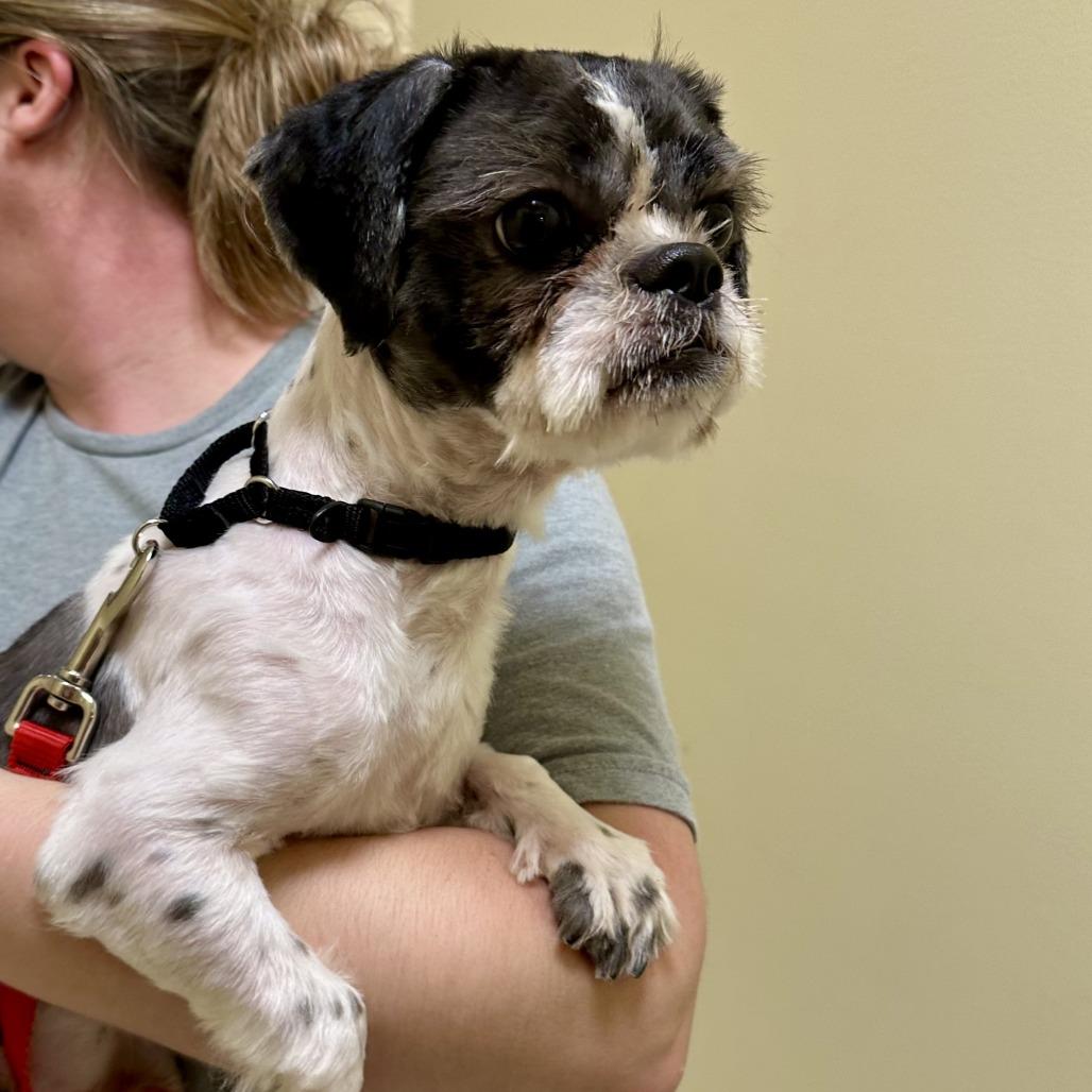 Enlarge Bruce, a Adoptable Shih Tzu in Bedford, NH image 1/4