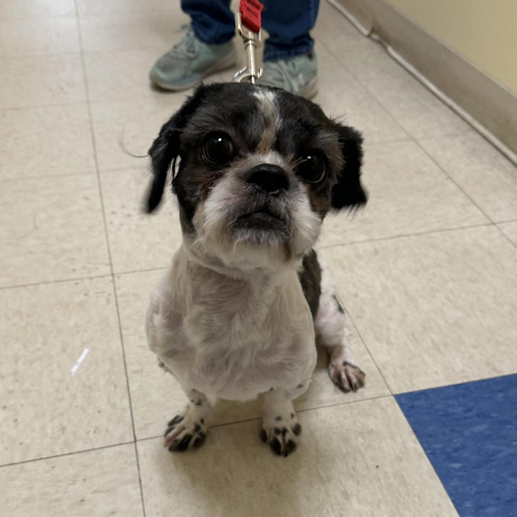 Enlarge Bruce, a Adoptable Shih Tzu in Bedford, NH image 2/4