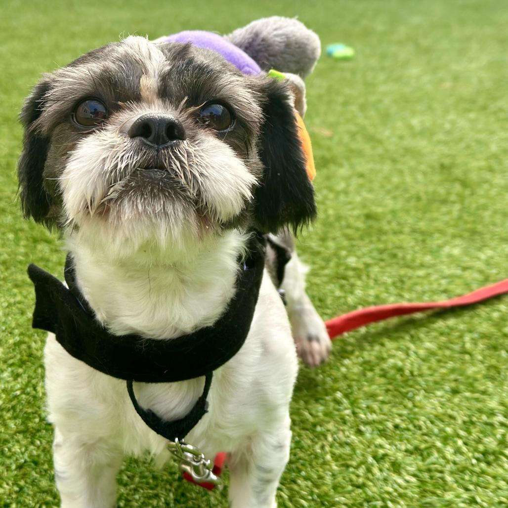 Enlarge Bruce, a Adoptable Shih Tzu in Bedford, NH image 3/4