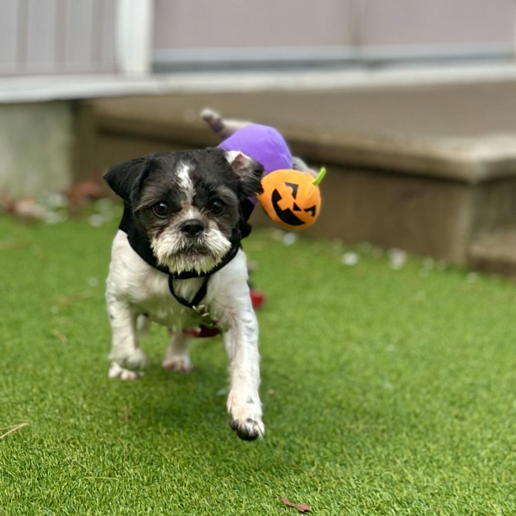 Enlarge Bruce, a Adoptable Shih Tzu in Bedford, NH image 4/4