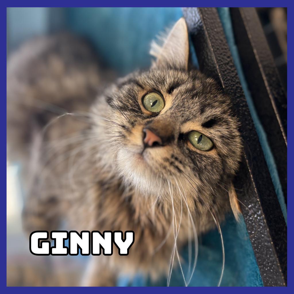 Enlarge Ginny, a Adoptable Domestic Medium Hair in Glenwood, MN image 1/1