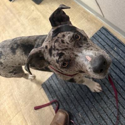 Elphaba, Adoptable, Young Female American Staffordshire Terrier.