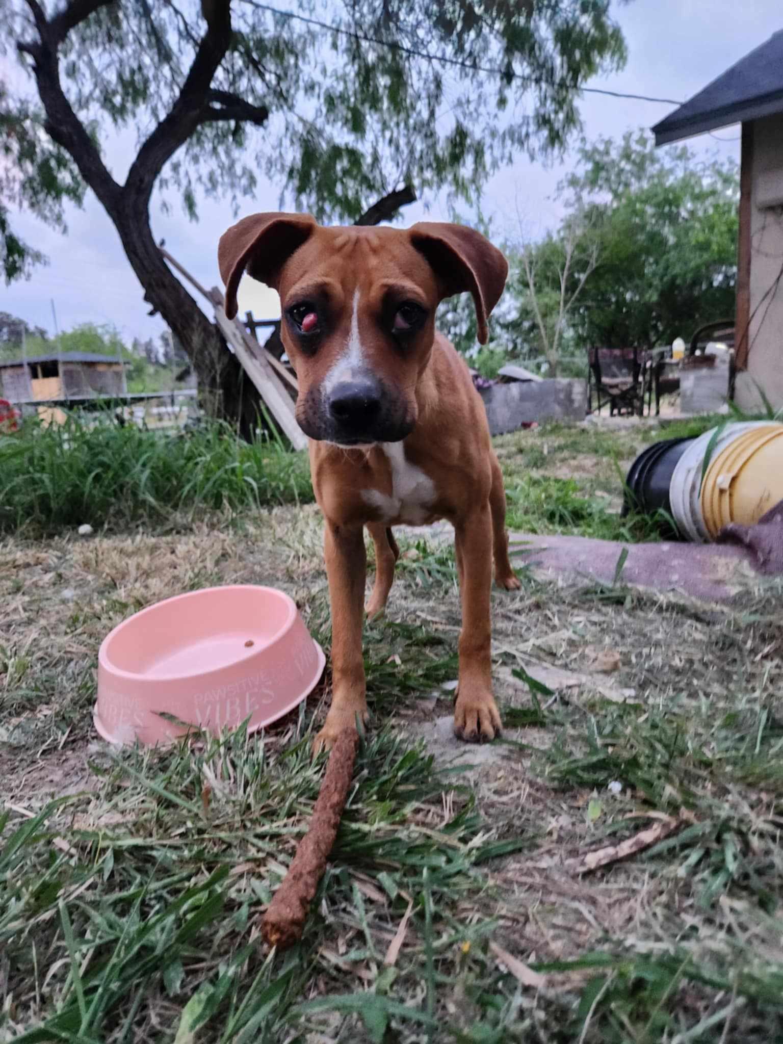 Daisy, Adoptable, Young Female Boxer.