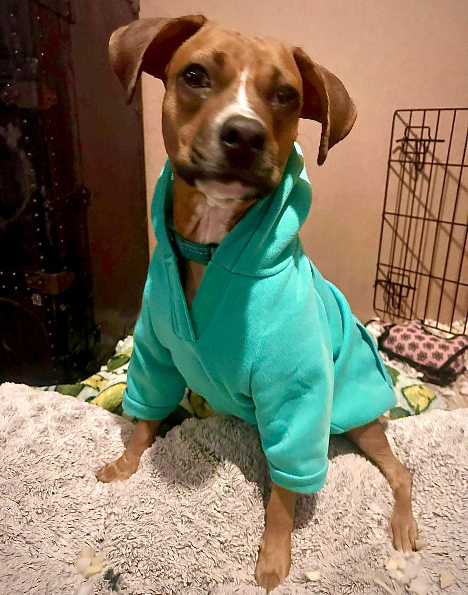 Enlarge Daisy, a Adoptable Boxer in Monticello, NY image 2/3