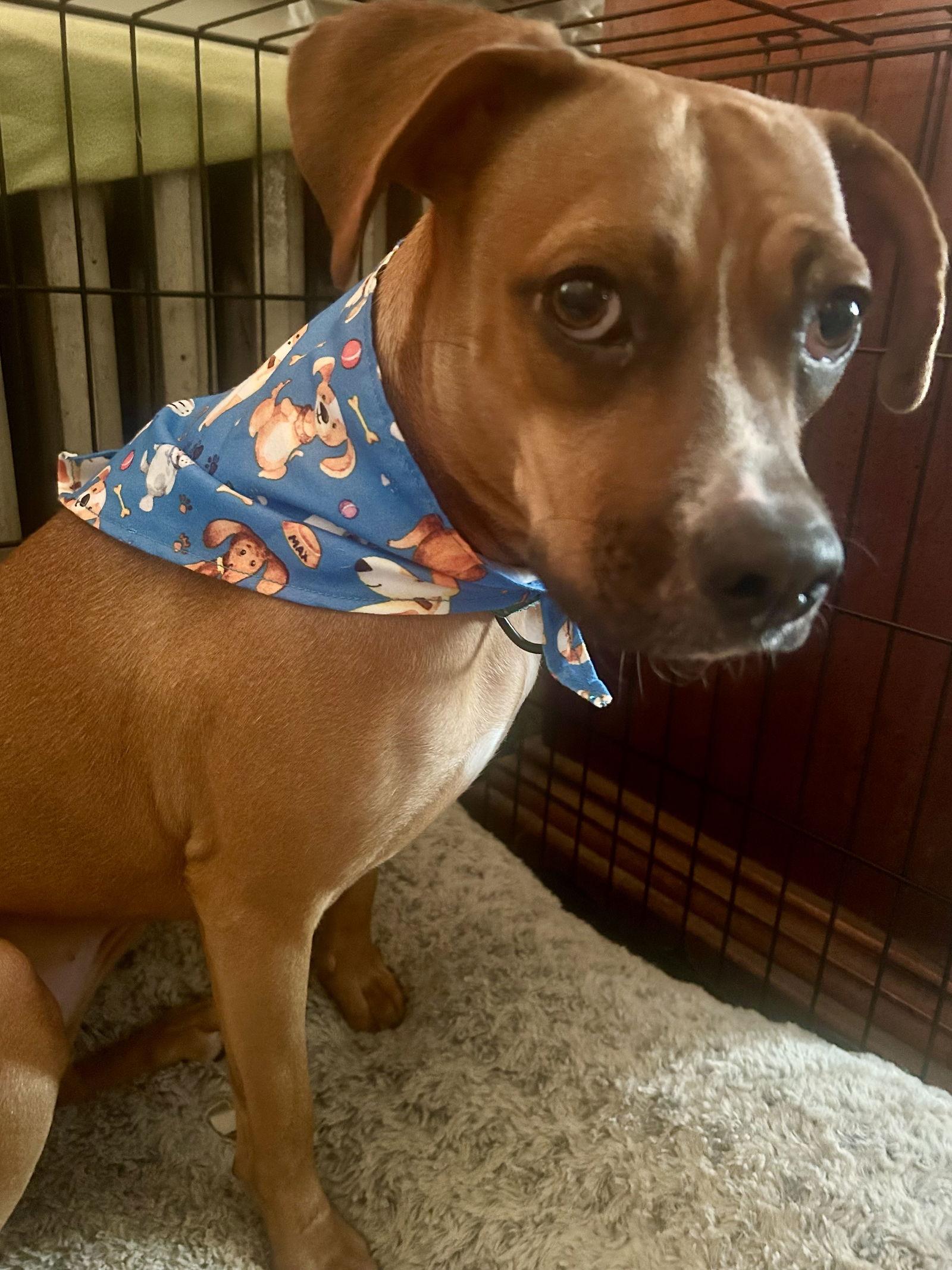 Enlarge Daisy, a Adoptable Boxer in Monticello, NY image 3/3