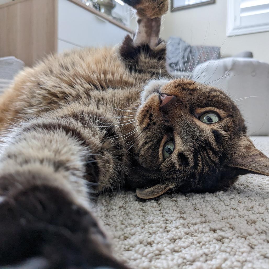 Enlarge Bobbins, a Adoptable Domestic Short Hair in Los Angeles, CA image 1/6