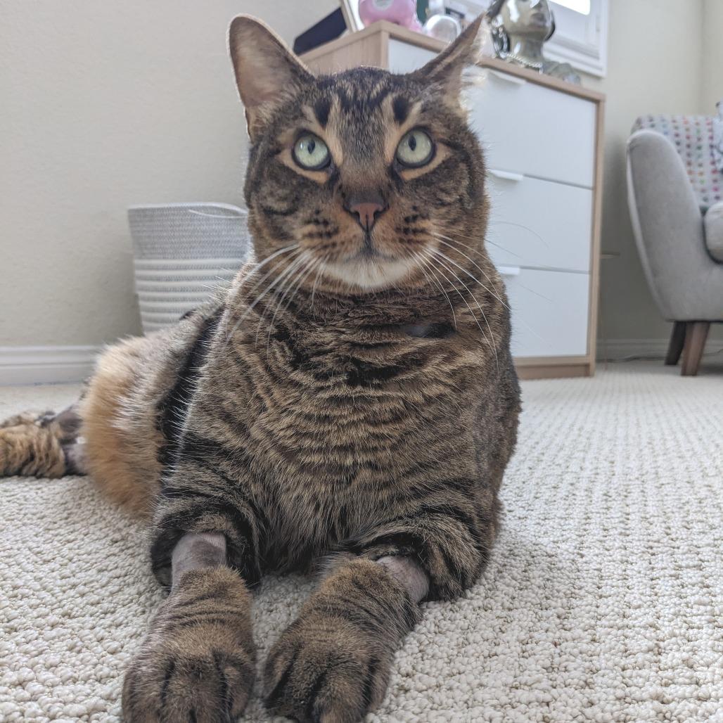 Enlarge Bobbins, a Adoptable Domestic Short Hair in Los Angeles, CA image 2/6