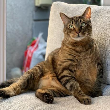 Enlarge Bobbins, a Adoptable Domestic Short Hair in Los Angeles, CA image 4/6