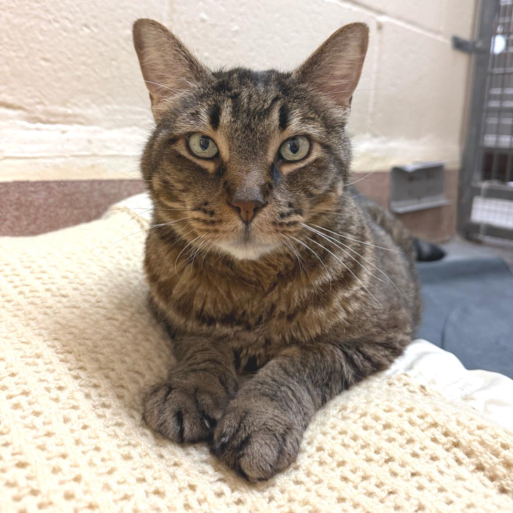 Bobbins, a Adoptable Domestic Short Hair in Los Angeles, CA image 4/6