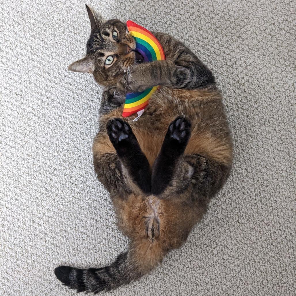 Enlarge Bobbins, a Adoptable Domestic Short Hair in Los Angeles, CA image 5/6
