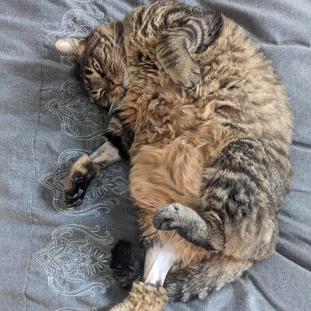 Enlarge Bobbins, a Adoptable Domestic Short Hair in Los Angeles, CA image 5/6