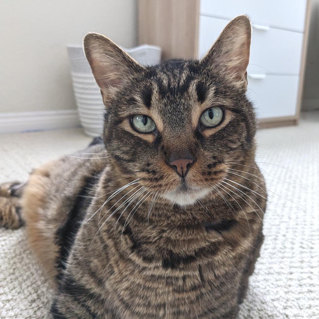 Enlarge Bobbins, a Adoptable Domestic Short Hair in Los Angeles, CA image 6/6