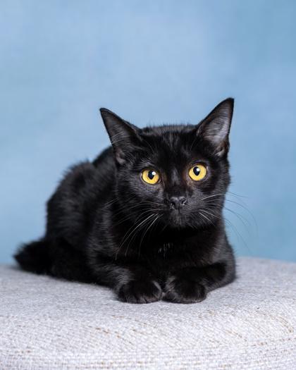 Enlarge Licorice, a Adoptable Domestic Short Hair in El Dorado Hills, CA image 1/3