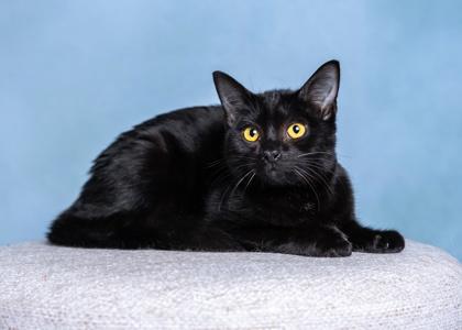 Enlarge Licorice, a Adoptable Domestic Short Hair in El Dorado Hills, CA image 2/3