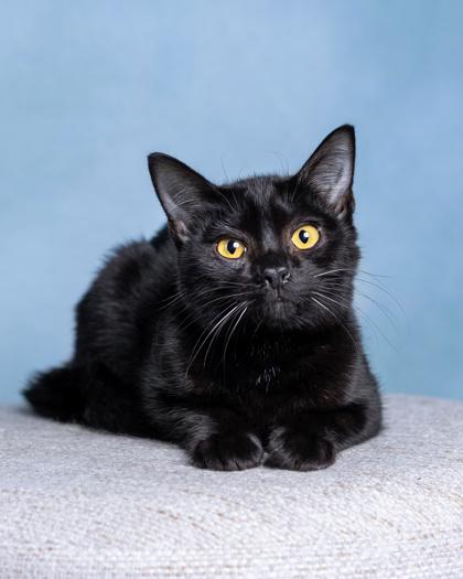 Enlarge Licorice, a Adoptable Domestic Short Hair in El Dorado Hills, CA image 3/3