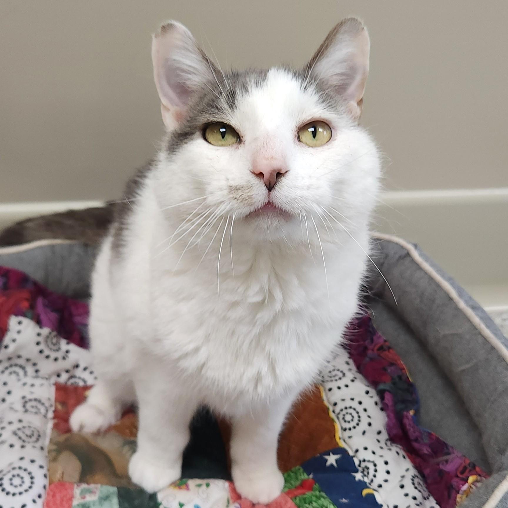 Enlarge Norman, a ADOPTABLE Domestic Short Hair in Marshfield, WI image 2/5