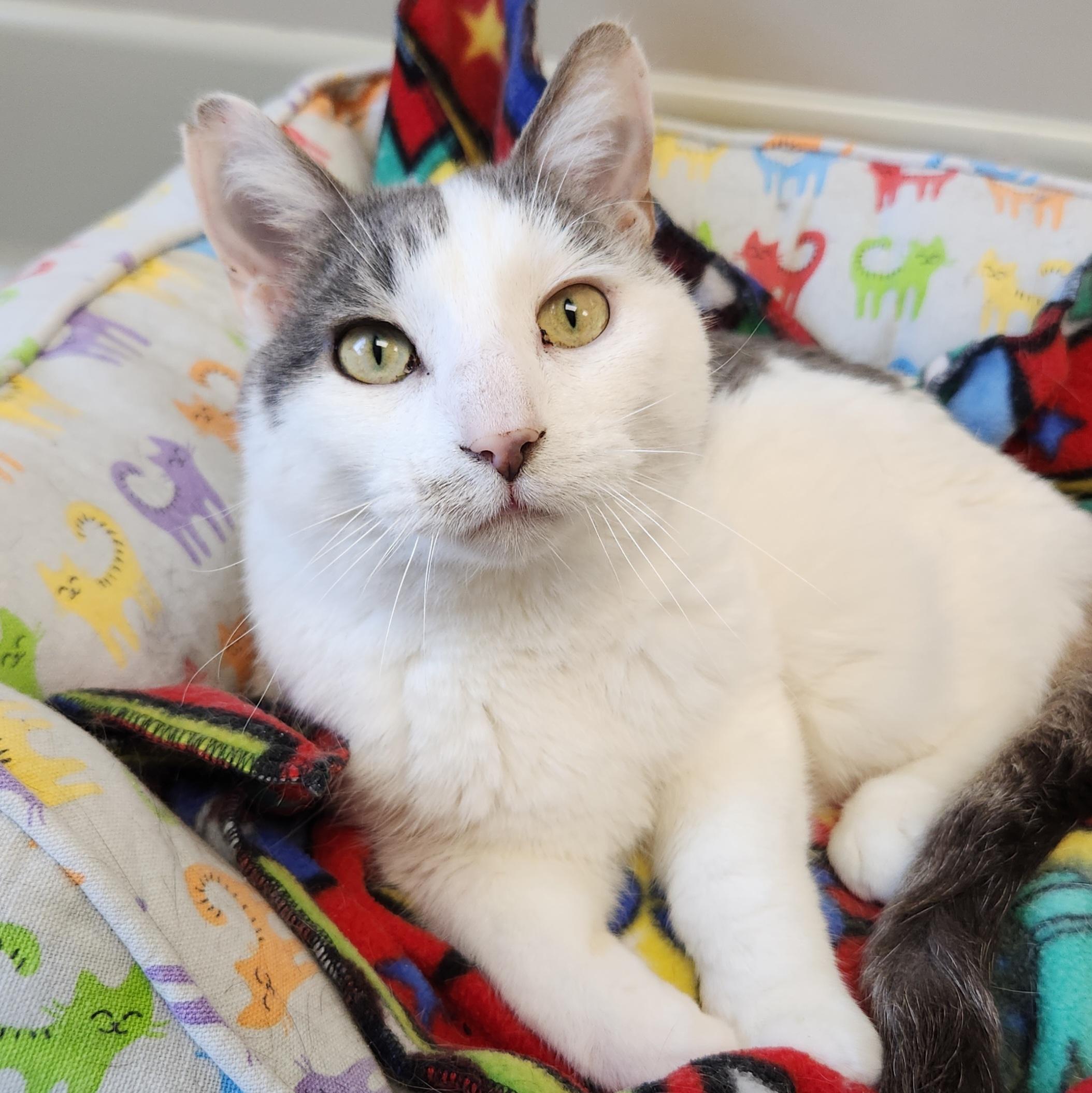 Enlarge Norman, a ADOPTABLE Domestic Short Hair in Marshfield, WI image 1/5