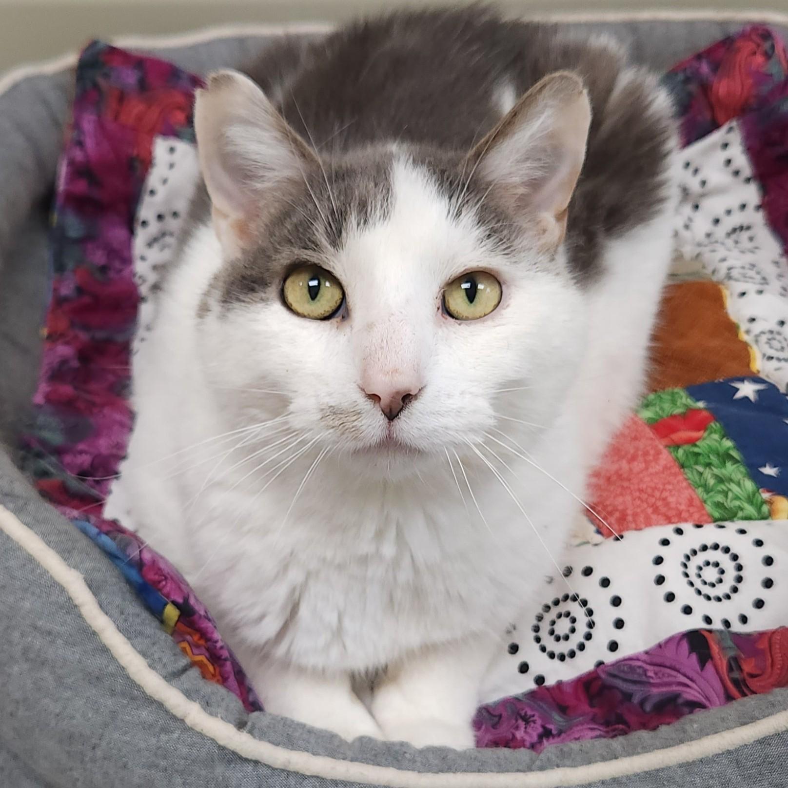 Enlarge Norman, a ADOPTABLE Domestic Short Hair in Marshfield, WI image 3/5