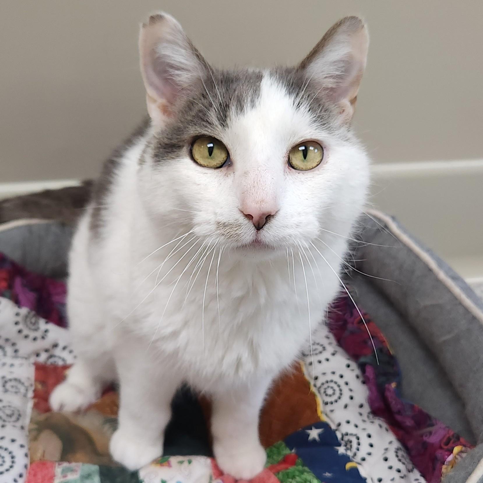 Enlarge Norman, a ADOPTABLE Domestic Short Hair in Marshfield, WI image 4/5