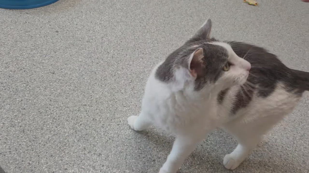Enlarge Norman, a ADOPTABLE Domestic Short Hair in Marshfield, WI video 5/5