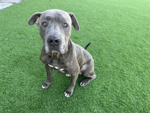 MAX, Adoptable, Adult Male Cane Corso & Mixed Breed.