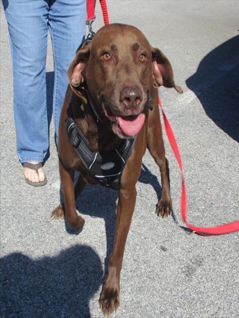 Enlarge HERSHEY, a Adoptable Labrador Retriever in Lexington, SC image 1/1