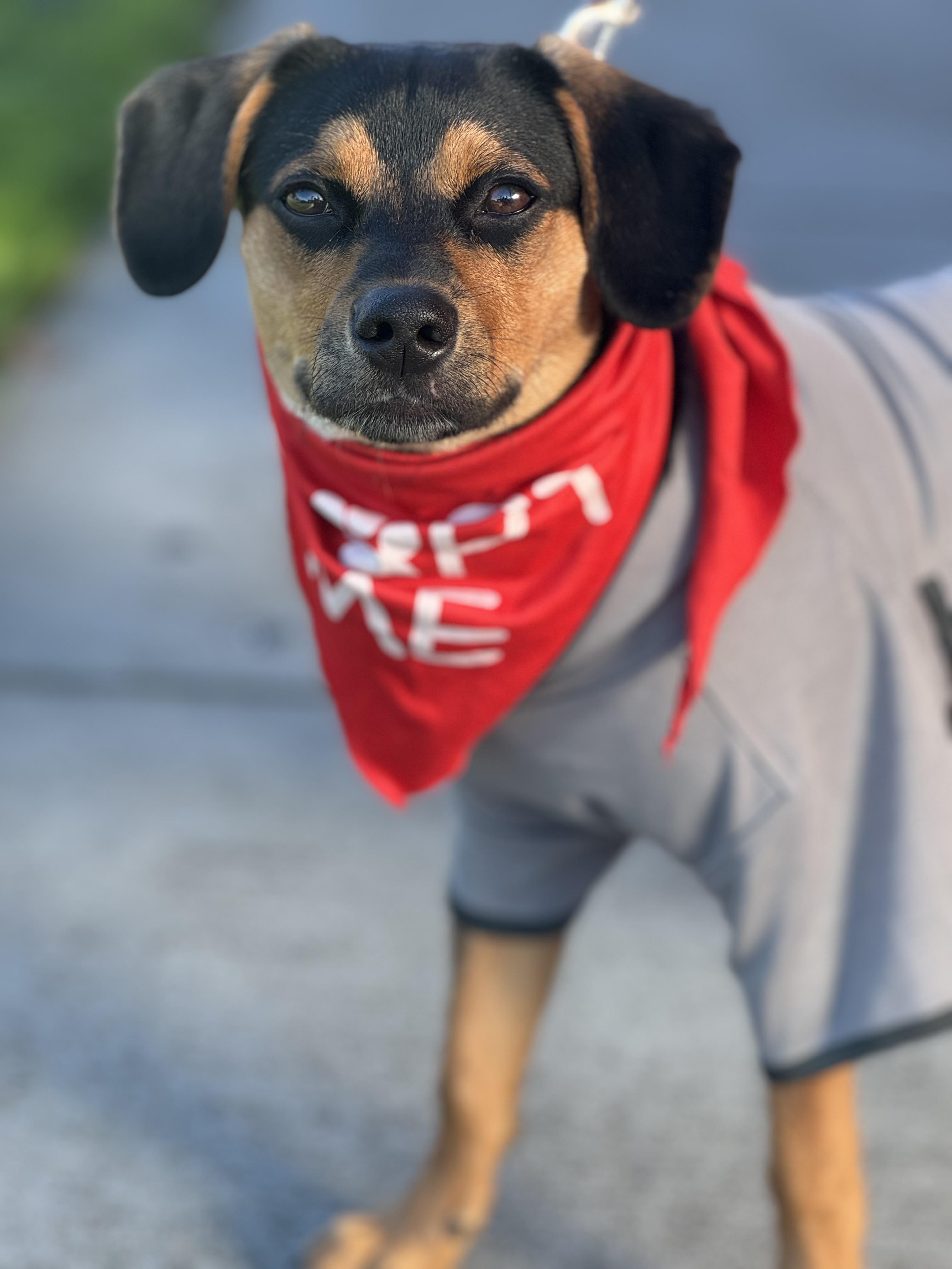 Ren, a Adoptable mixed breed in Monterey Park, CA image 1/5