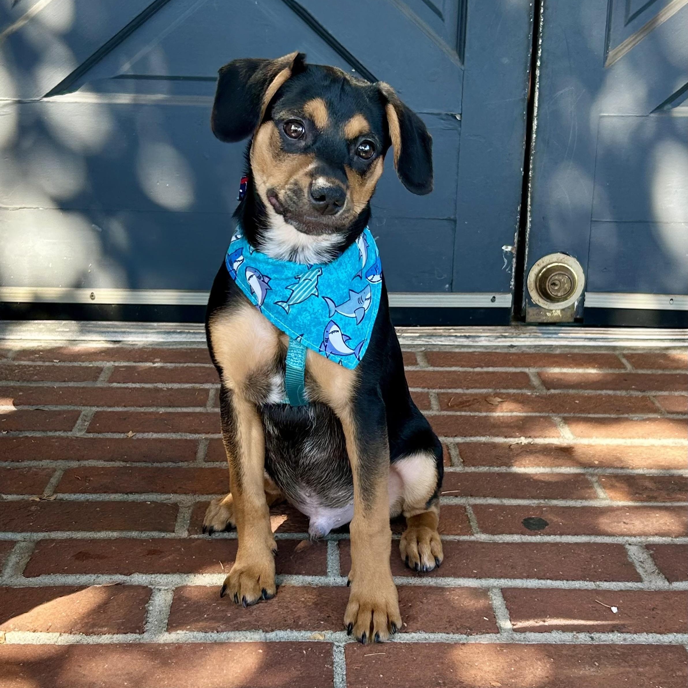 Ren, a Adoptable mixed breed in Monterey Park, CA image 5/5