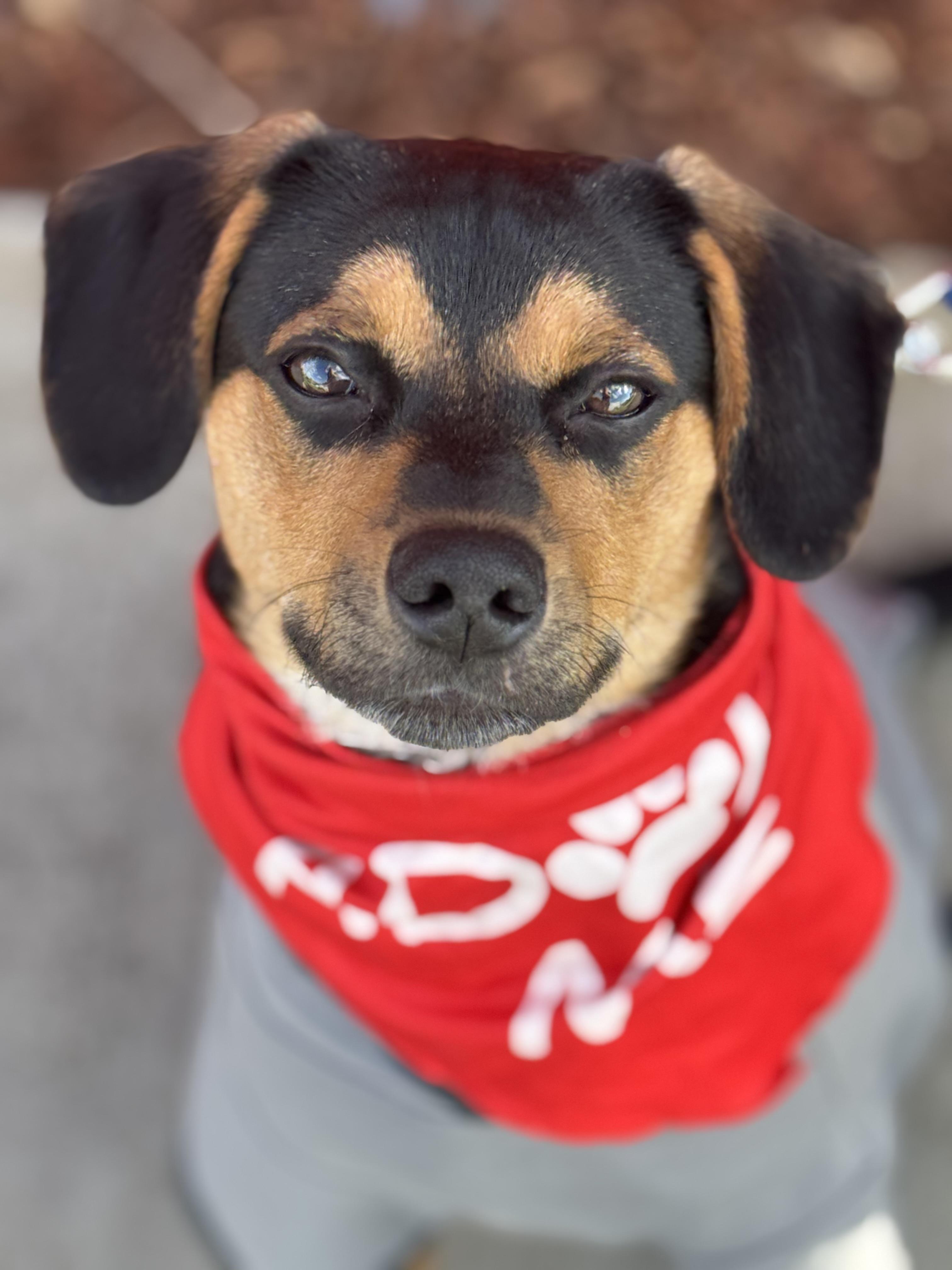 Ren, a Adoptable mixed breed in Monterey Park, CA image 2/5