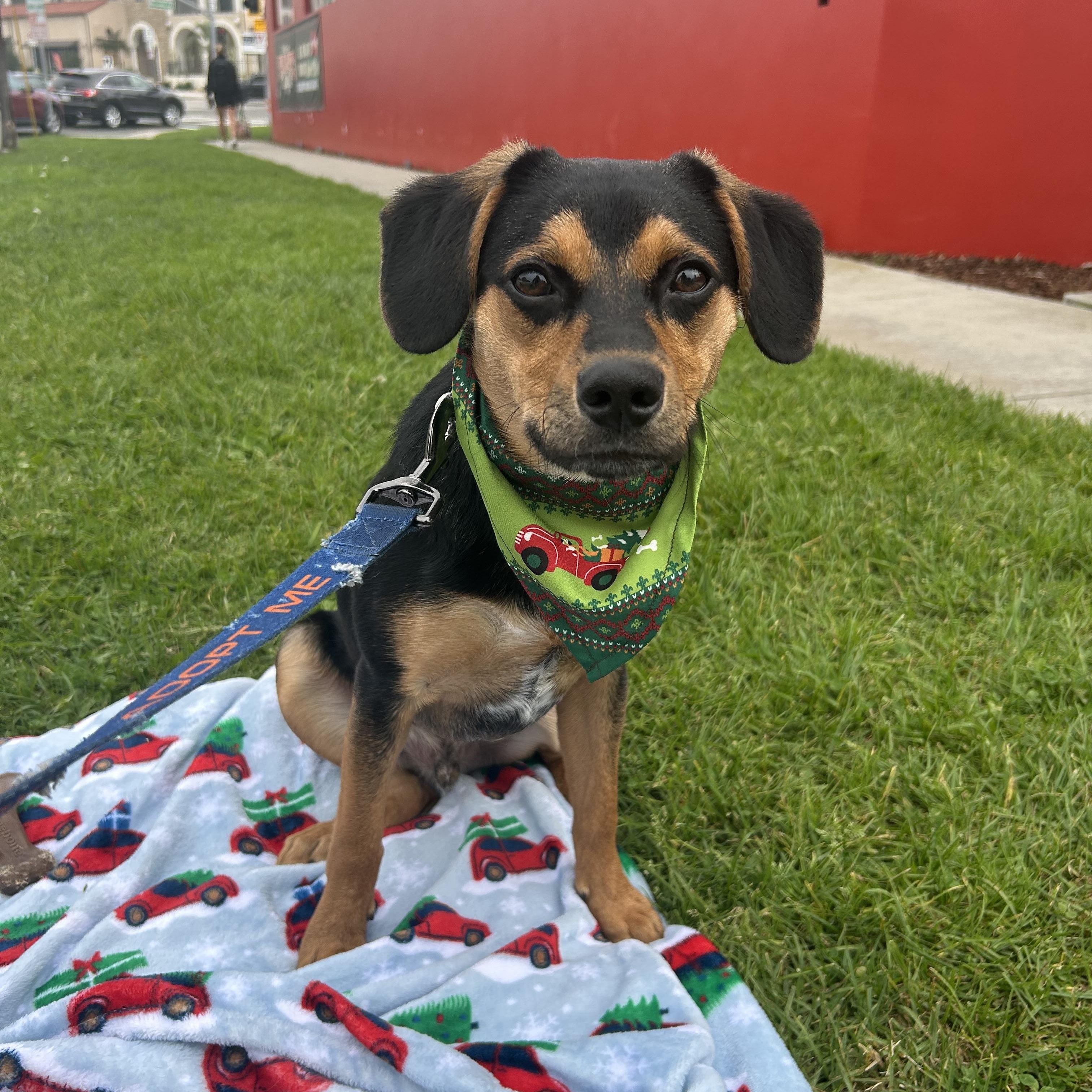 Ren, Adoptable, Young Male Chihuahua & Australian Cattle Dog / Blue Heeler.