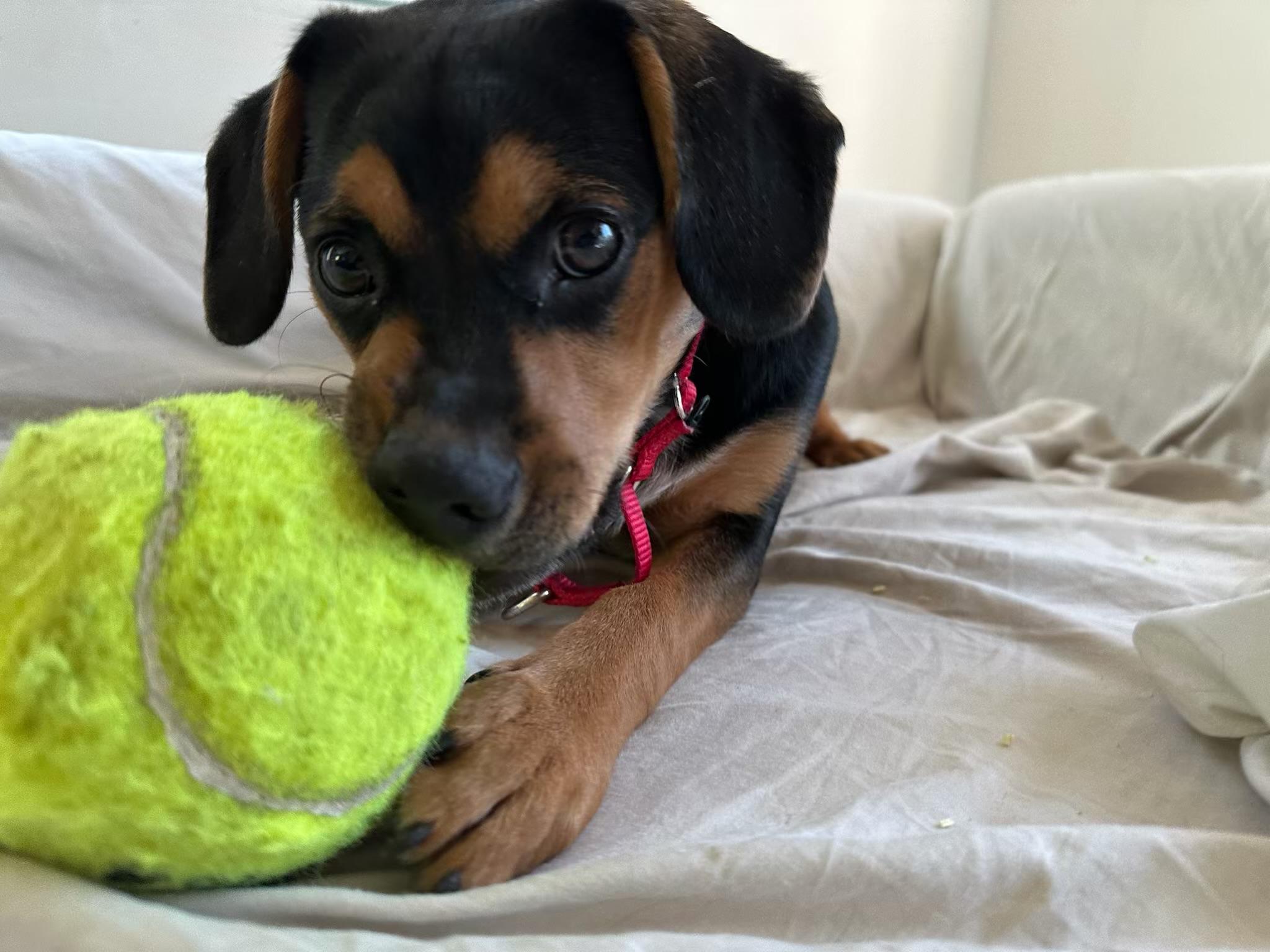 Ren, a Adoptable mixed breed in Monterey Park, CA image 3/5