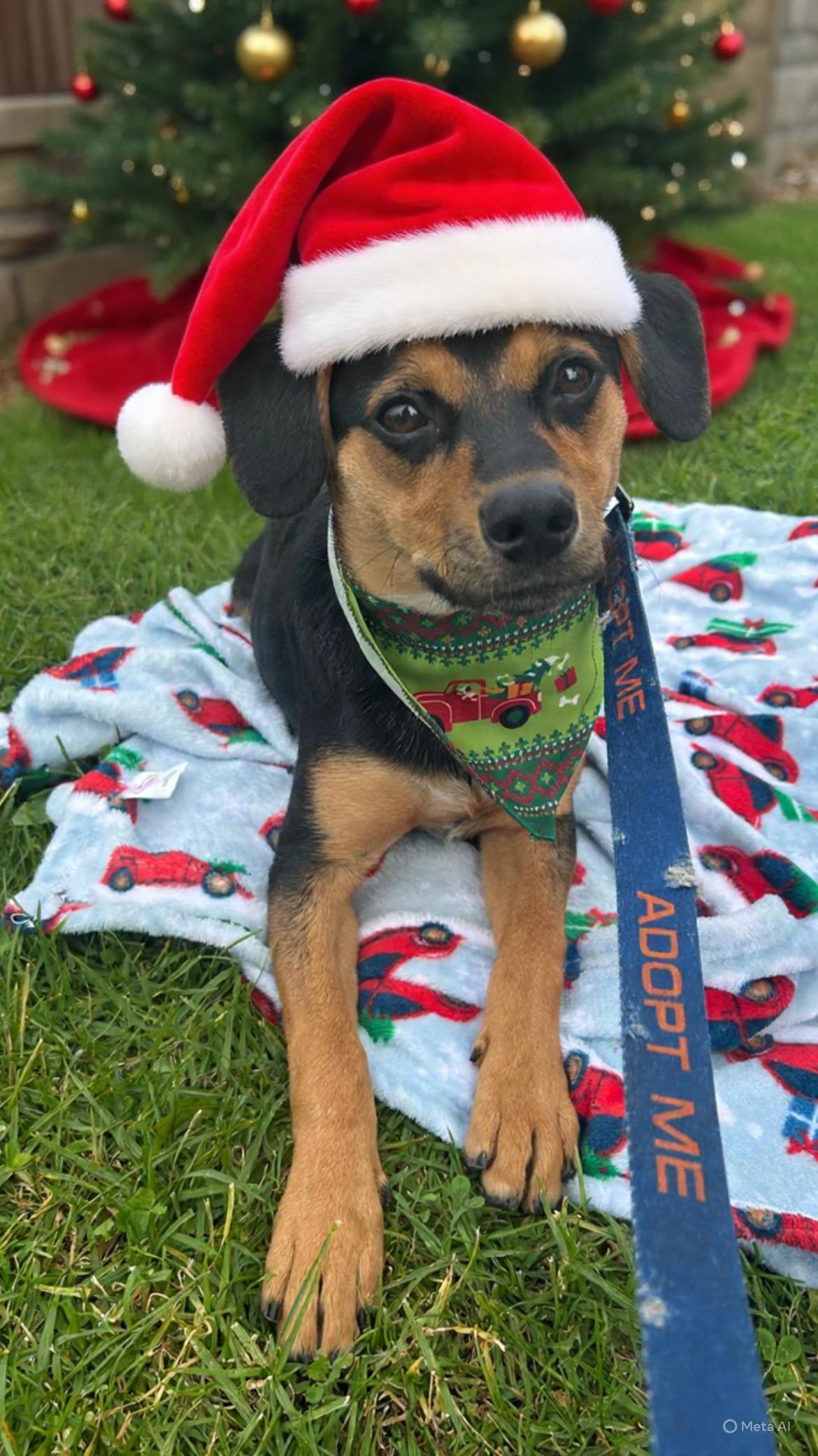 Enlarge Ren, a Adoptable mixed breed in Monterey Park, CA image 5/5