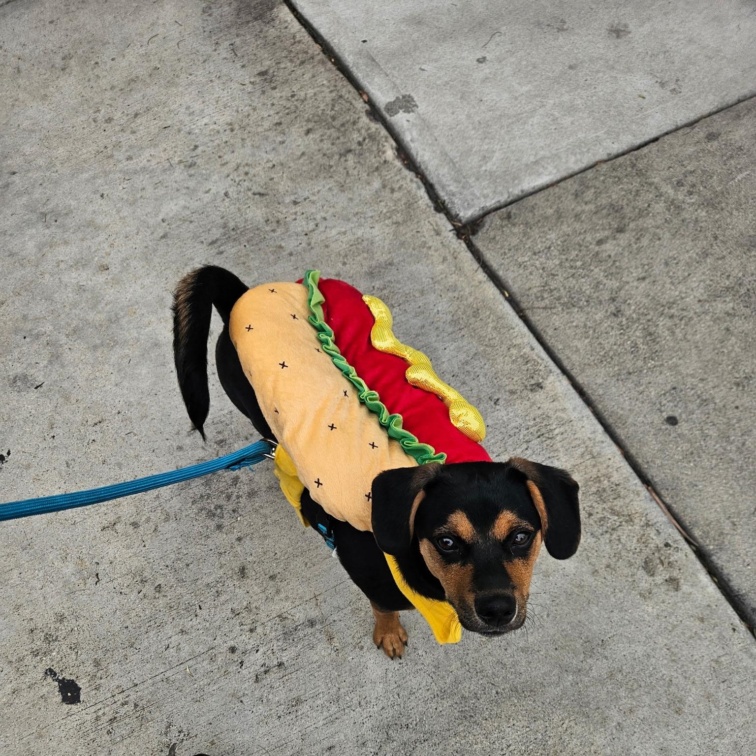 Ren, a Adoptable mixed breed in Monterey Park, CA image 4/5