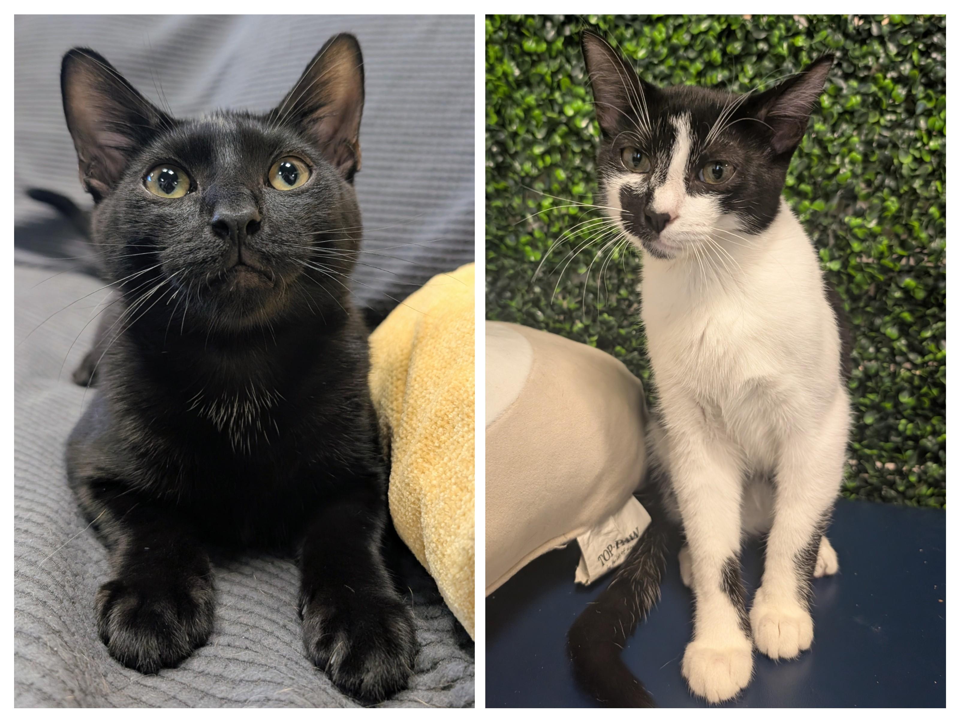 Enlarge Felikis & Florian, a ADOPTABLE Domestic Short Hair in Oldsmar, FL image 1/5