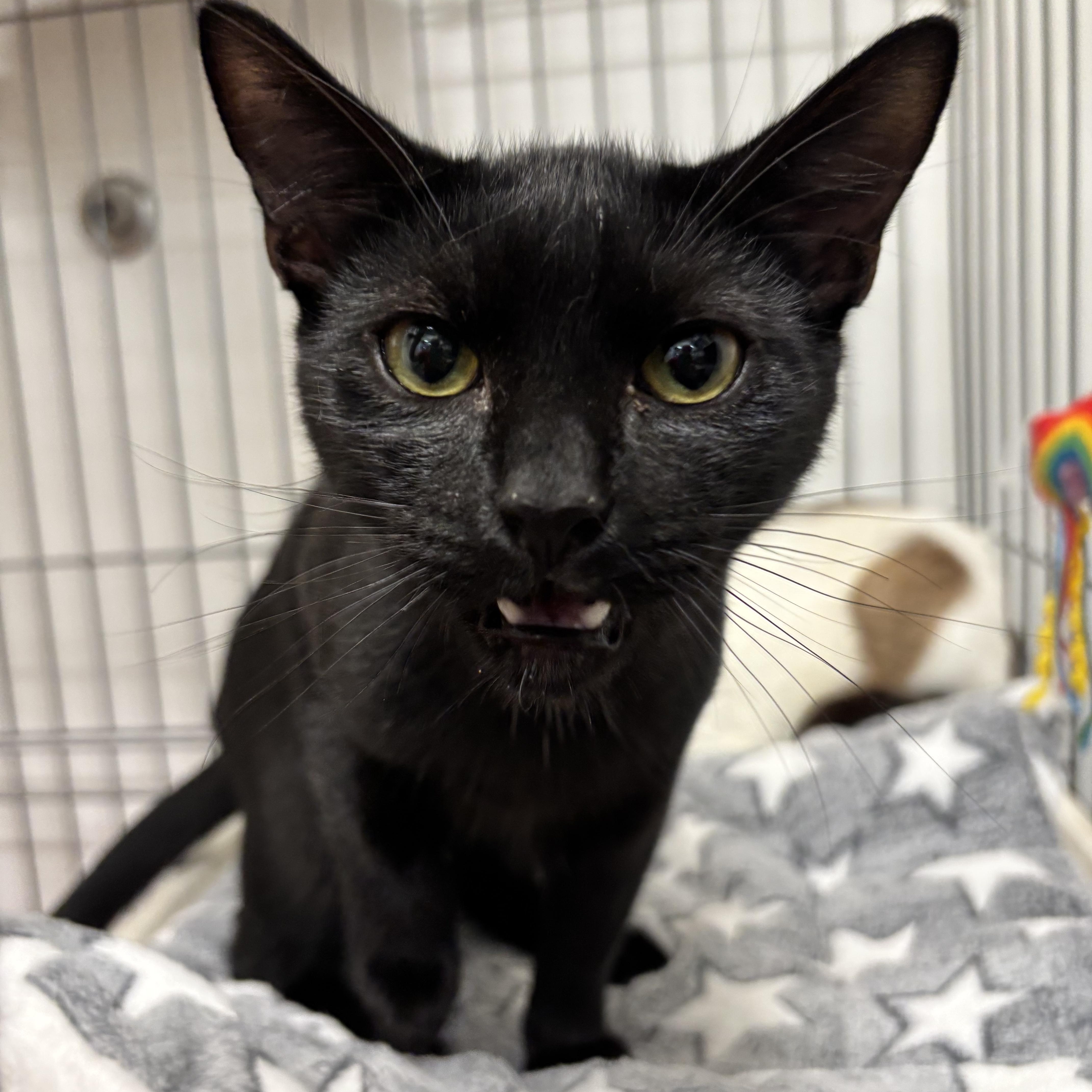 Enlarge Felikis & Florian, a ADOPTABLE Domestic Short Hair in Oldsmar, FL image 4/5