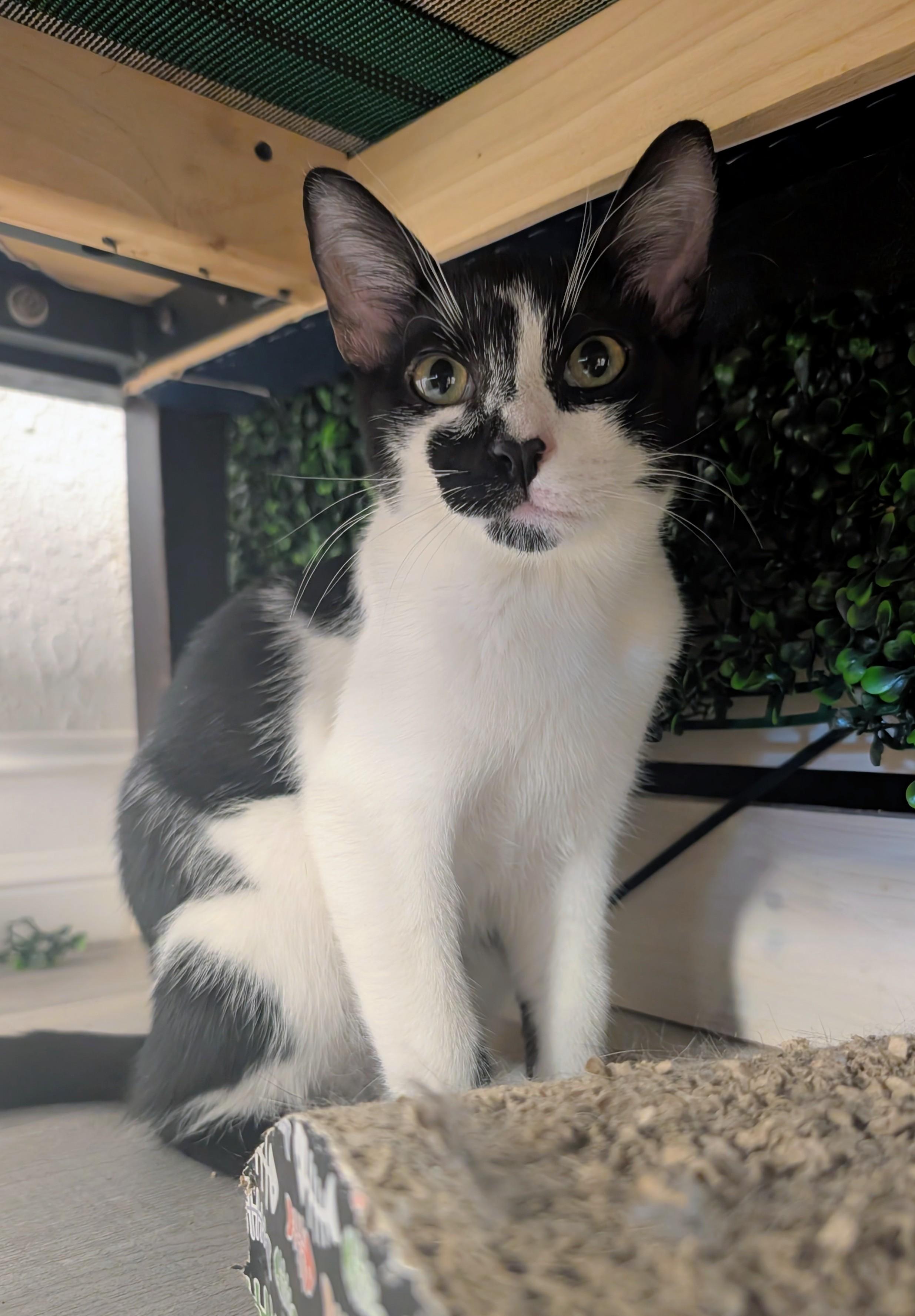 Enlarge Felikis & Florian, a ADOPTABLE Domestic Short Hair in Oldsmar, FL image 3/5