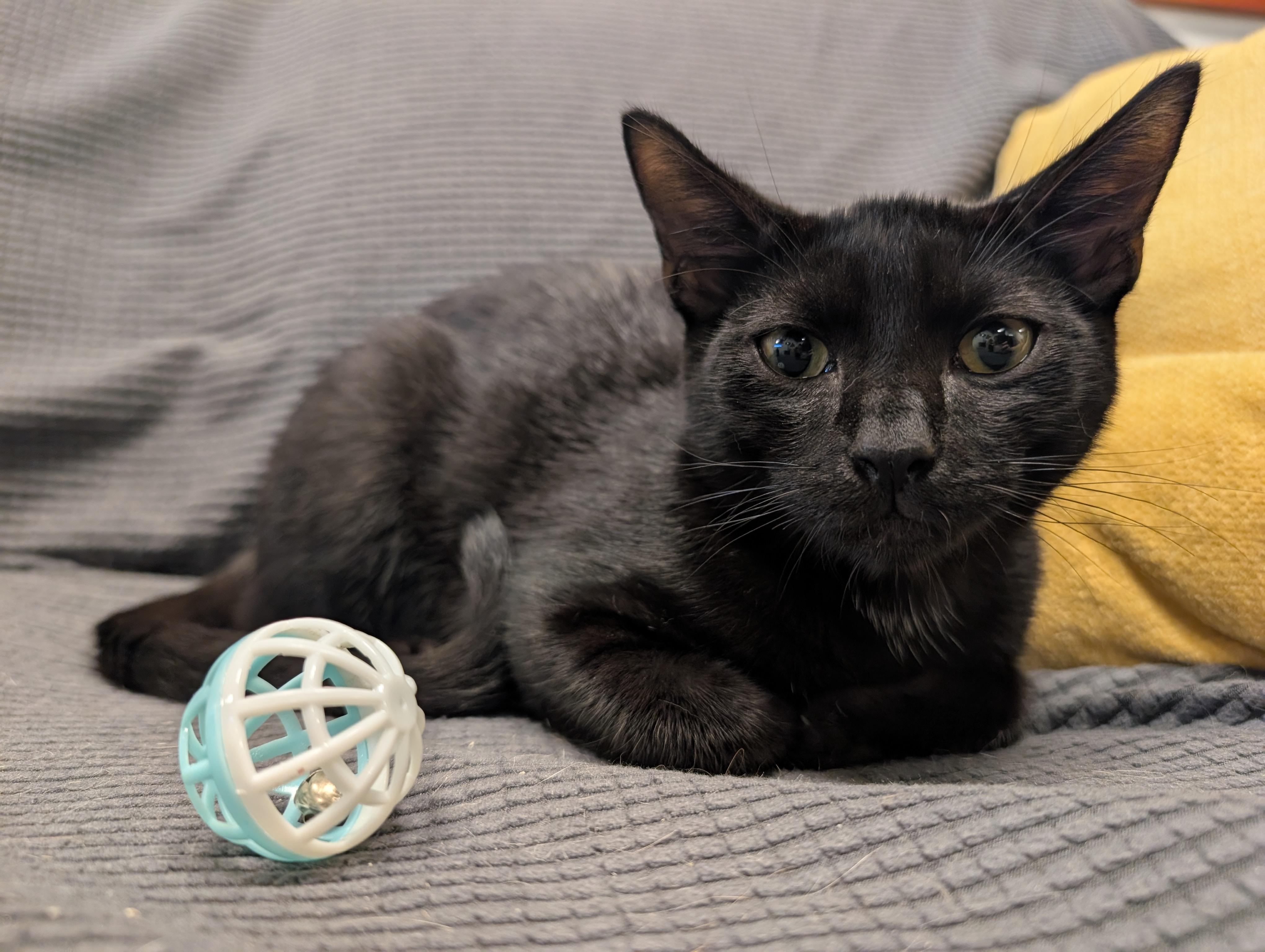 Enlarge Felikis & Florian, a ADOPTABLE Domestic Short Hair in Oldsmar, FL image 2/5