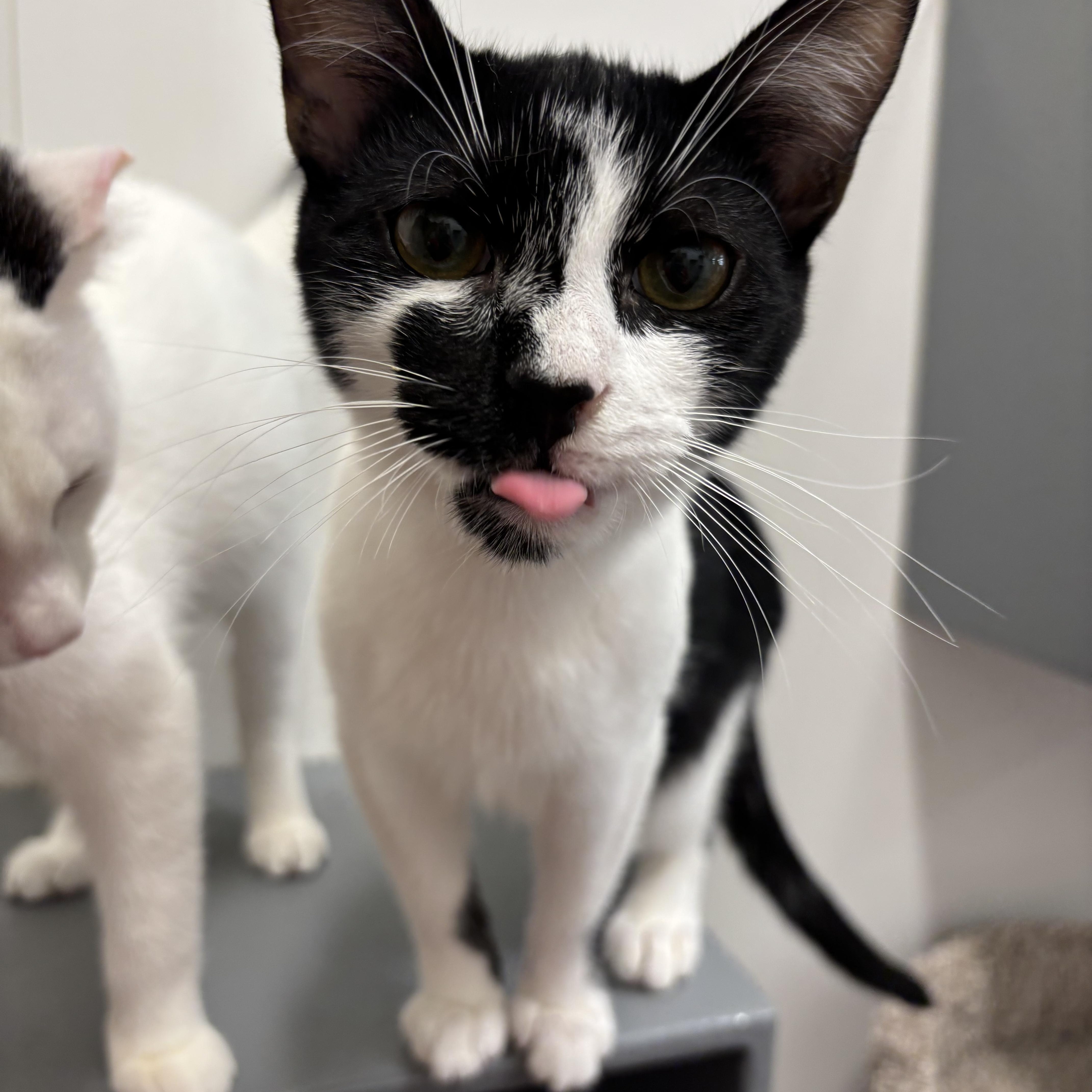 Enlarge Felikis & Florian, a ADOPTABLE Domestic Short Hair in Oldsmar, FL image 5/5